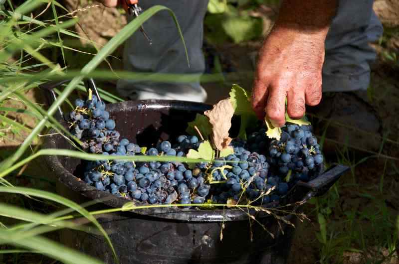 Jakie odmiany winorośli posadzić w przydomowym winniczku