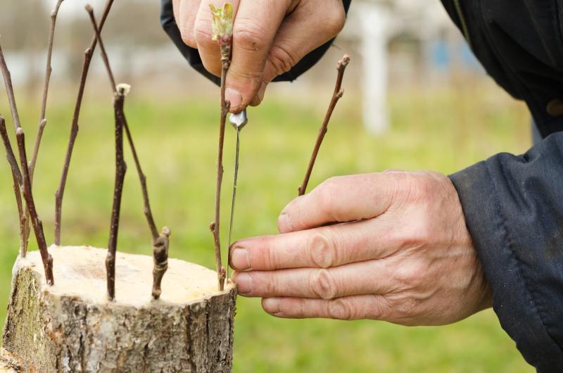 Mandżurska wierzba w ogrodzie - wskazówki dotyczące sadzenia, pielęgnacji i przycinania oraz dendrologiczne ciekawostki